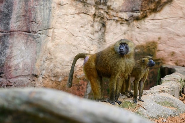 ดาวน์โหลดฟรี ลิงบาบูน ape สัตว์ป่า สัตว์ สัตว์เลี้ยงลูกด้วยนม รูปภาพฟรีที่จะแก้ไขด้วย GIMP โปรแกรมแก้ไขรูปภาพออนไลน์ฟรี