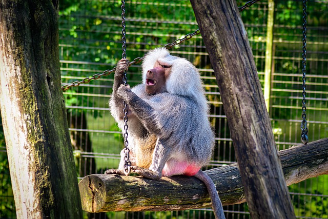 जीआईएमपी मुफ्त ऑनलाइन छवि संपादक के साथ संपादित करने के लिए मुफ्त डाउनलोड बबून बंदर पशु पशु दुनिया मुफ्त तस्वीर
