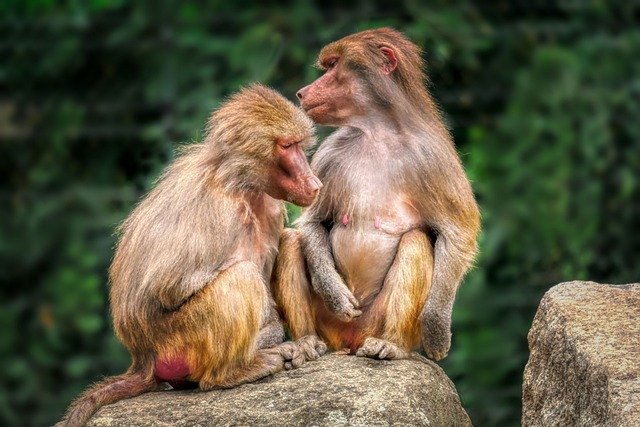 Free download baboon together animals wildlife free picture to be edited with GIMP free online image editor
