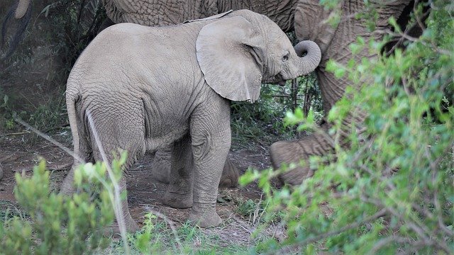 Free download baby african elephant maternal free picture to be edited with GIMP free online image editor