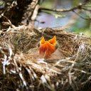 Baby Birds and Their Cute Mouths  screen for extension Chrome web store in OffiDocs Chromium