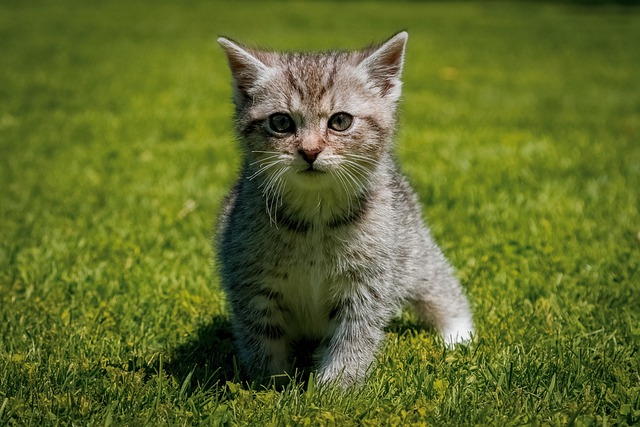 Free download baby cat cat domestic feline pet free picture to be edited with GIMP free online image editor