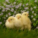 Baby Chick: A Tiny Bundle of Joy  screen for extension Chrome web store in OffiDocs Chromium