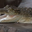 Baby crocodile  screen for extension Chrome web store in OffiDocs Chromium