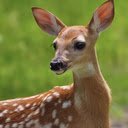 Baby deer wallpaper  screen for extension Chrome web store in OffiDocs Chromium