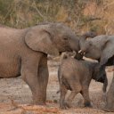 Baby Elephant Family  screen for extension Chrome web store in OffiDocs Chromium
