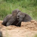 Baby Elephant in the Sandpit  screen for extension Chrome web store in OffiDocs Chromium