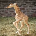 baby giraffe wallpaper  screen for extension Chrome web store in OffiDocs Chromium
