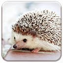 Écran Baby Hedgehog pour extension Chrome boutique en ligne dans OffiDocs Chromium