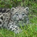 Baby leopard  screen for extension Chrome web store in OffiDocs Chromium