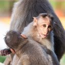 Baby Monkeys  screen for extension Chrome web store in OffiDocs Chromium