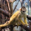Baby Monkey Theme  screen for extension Chrome web store in OffiDocs Chromium