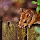 Baby mouse  screen for extension Chrome web store in OffiDocs Chromium