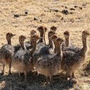 baby ostriches  screen for extension Chrome web store in OffiDocs Chromium