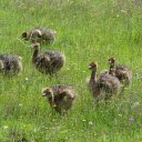 Baby ostriches  screen for extension Chrome web store in OffiDocs Chromium