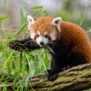 Baby panda  screen for extension Chrome web store in OffiDocs Chromium