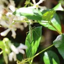 Baby Praying Mantis  screen for extension Chrome web store in OffiDocs Chromium