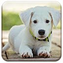 Screen ng Baby Puppy para sa extension ng Chrome web store sa OffiDocs Chromium