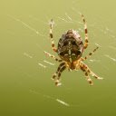 Baby spider spins web  screen for extension Chrome web store in OffiDocs Chromium