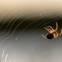 Baby spiders spin silk  screen for extension Chrome web store in OffiDocs Chromium
