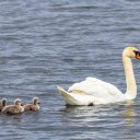 Baby Swans  screen for extension Chrome web store in OffiDocs Chromium