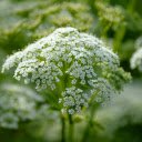 Baby white flowers  screen for extension Chrome web store in OffiDocs Chromium