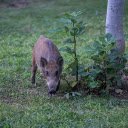 Baby Wild Boar  screen for extension Chrome web store in OffiDocs Chromium