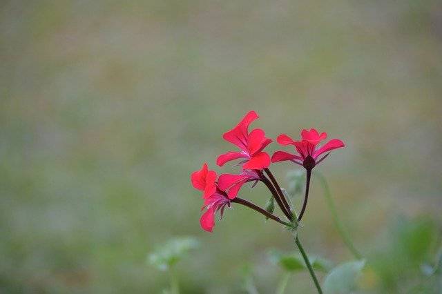 تنزيل Background Flower Red مجانًا - صورة مجانية أو صورة يتم تحريرها باستخدام محرر الصور عبر الإنترنت GIMP
