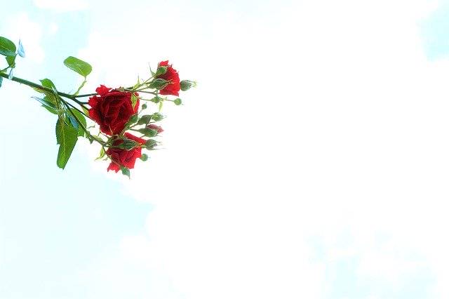 Unduh gratis Background Rose Nature - foto atau gambar gratis untuk diedit dengan editor gambar online GIMP