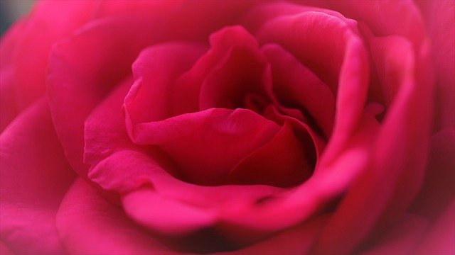 Téléchargement gratuit fond pétales de rose beauté rose image gratuite à éditer avec l'éditeur d'images en ligne gratuit GIMP