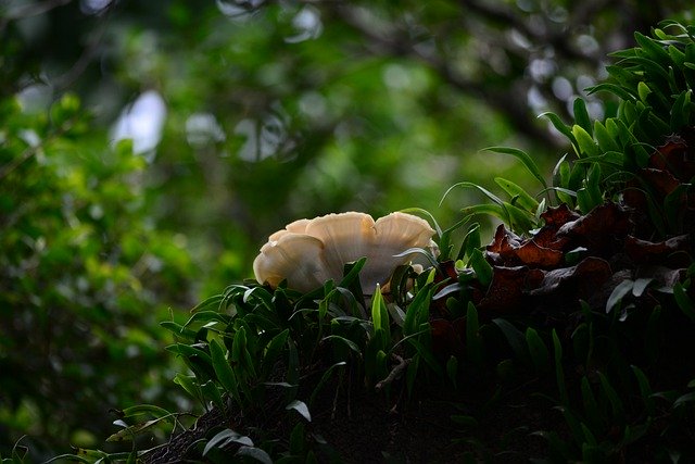 Free download bacteria fungus growing on tree free picture to be edited with GIMP free online image editor