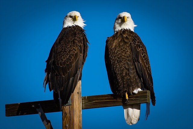 Free download bald eagle bird eagle raptor free picture to be edited with GIMP free online image editor