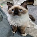 Balinese cat wallpaper  screen for extension Chrome web store in OffiDocs Chromium