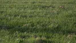 Free download Ball Kick -  free video to be edited with OpenShot online video editor