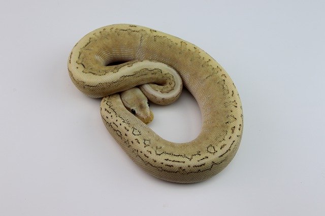 دانلود رایگان Ball Python Snake Reptile - عکس یا تصویر رایگان قابل ویرایش با ویرایشگر تصویر آنلاین GIMP