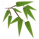 Free download Bamboo Microsoft Word, Excel or Powerpoint template free to be edited with LibreOffice online or OpenOffice Desktop online