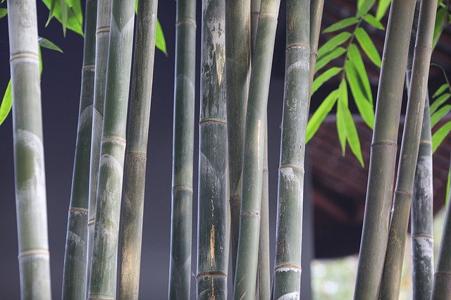 Gratis download Bamboo Art Reunion - gratis foto of afbeelding om te bewerken met GIMP online afbeeldingseditor