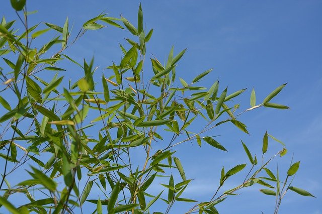 Free download bamboo au gratin blue sky nature free picture to be edited with GIMP free online image editor