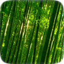 Unduh gratis Hutan Bambu - foto atau gambar gratis untuk diedit dengan editor gambar online GIMP