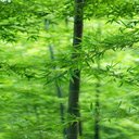 Bamboo forest wallpaper  screen for extension Chrome web store in OffiDocs Chromium