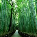 Tela Bamboo Groves para extensão da loja virtual do Chrome no OffiDocs Chromium