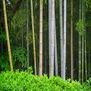 Bamboo Trees Theme  screen for extension Chrome web store in OffiDocs Chromium