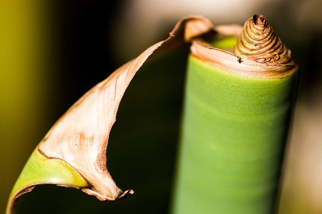 Free download banana leaf nature plant close up free picture to be edited with GIMP free online image editor