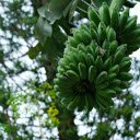 Banana leaves of childhood  screen for extension Chrome web store in OffiDocs Chromium