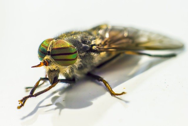 Muat turun percuma gambar percuma band eyed brown horsefly untuk diedit dengan editor imej dalam talian percuma GIMP