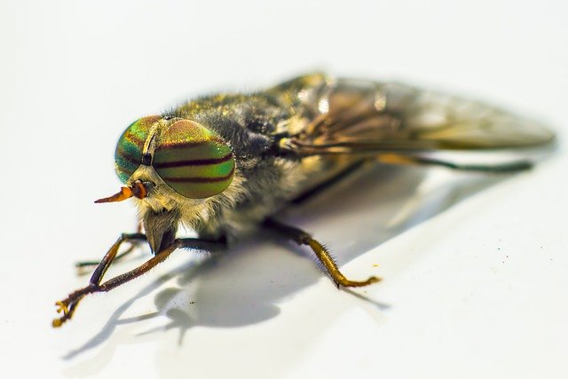 Free download band eyed brown horsefly free picture to be edited with GIMP free online image editor