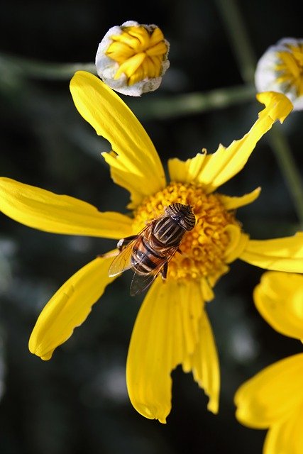 Descărcare gratuită bandă eyed drone zbură insectă floare poză gratuită pentru a fi editată cu editorul de imagini online gratuit GIMP