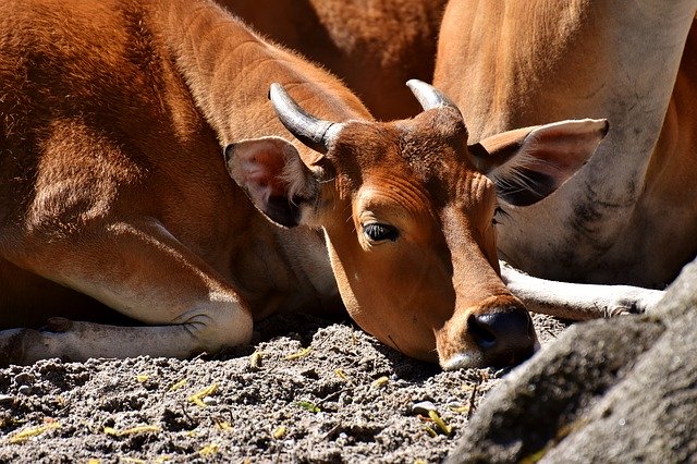 Free download banteng beef bos javanicus wild free picture to be edited with GIMP free online image editor