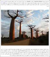 GIMP çevrimiçi resim düzenleyiciyle düzenlenecek Baobab Ağacı ücretsiz fotoğraf veya resmini ücretsiz indirin