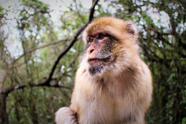 Free download barbary ape monkey animal free picture to be edited with GIMP free online image editor